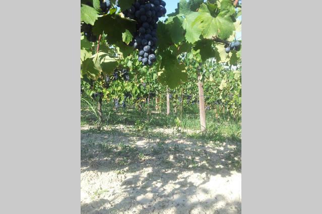 B&B Vigneto Pardom Montiglio Екстер'єр фото